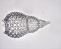Mikroskop Delta Optical Biolight 500